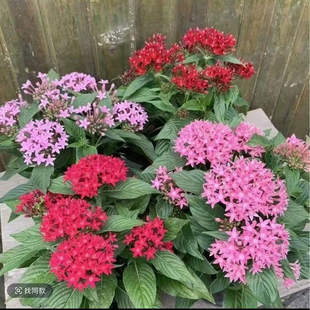 【繁星花】耐热五星花盆栽阳台植物庭院四季开花花卉花季带花