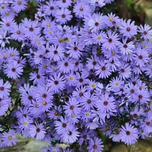 【紫菀小卡罗】130口径盆四盆包邮拍4发5多年生庭院四季开花卉植