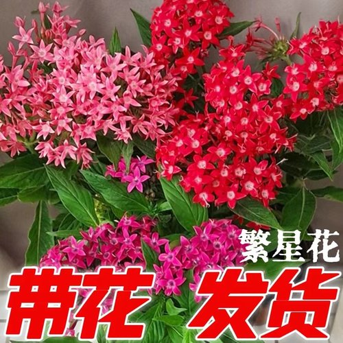 繁星花耐热五星花盆栽阳台植物庭院四季开花花卉带花净化空气包邮