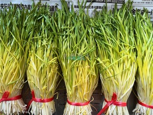 正宗南宫黄韭菜 韭黄 黄韭 韭菜 河北特产 新鲜蔬菜春节走亲访友