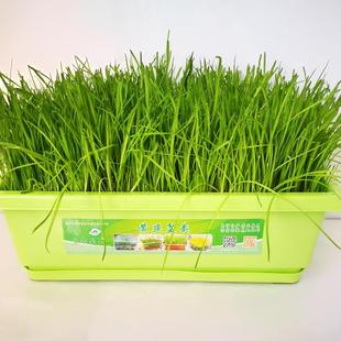 黄韭盆景室内盆栽 阳台绿植蔬菜 南宫特产黄韭