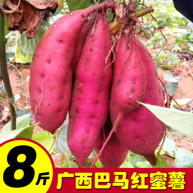 广西巴马小蜜薯农家番薯红薯新鲜现挖板栗薯香薯糖心地瓜山芋8斤