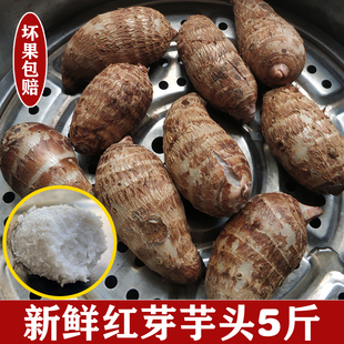 2025年当季现挖广西红芽芋头新鲜粉糯农家小芋仔正宗红嘴芋艿种子