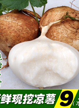 现挖广西新鲜凉薯水果蔬菜带泥发货脆甜无渣农家地萝卜白地瓜沙葛