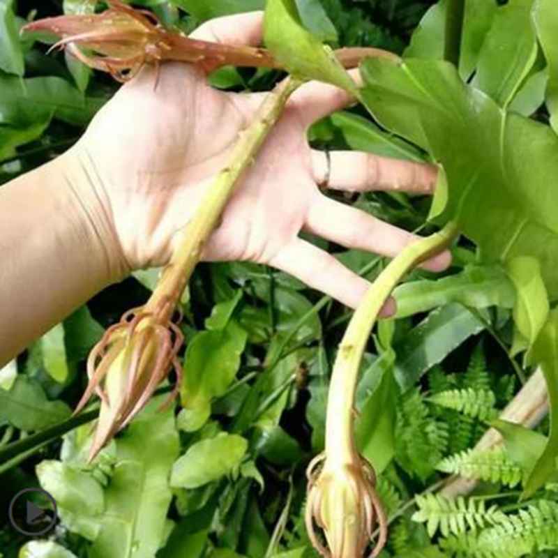 带根昙花苗盆地栽植物室内外阳台观花绿植浓香大花昙花一现易成活