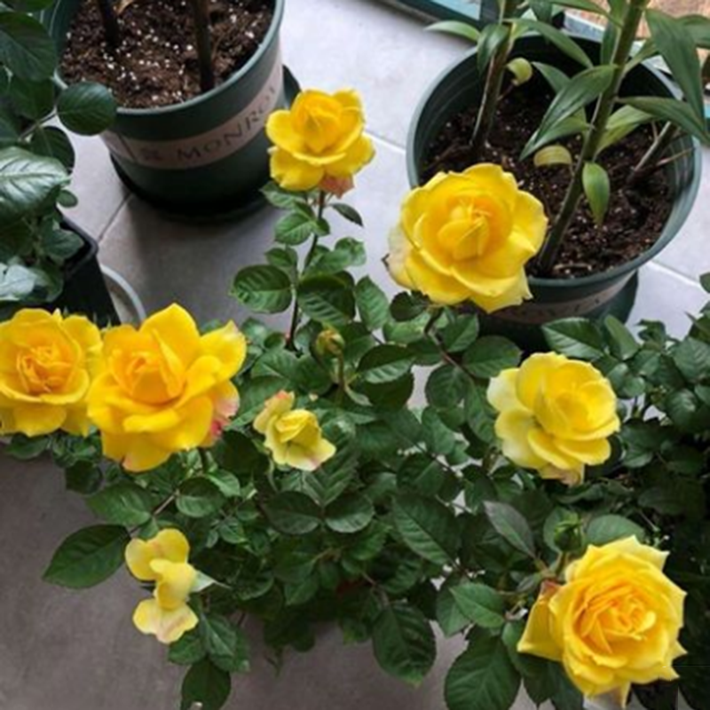 大花月季黄和平浓香型玫瑰花苗盆栽四季开观花绿植盆栽阳台庭院苗