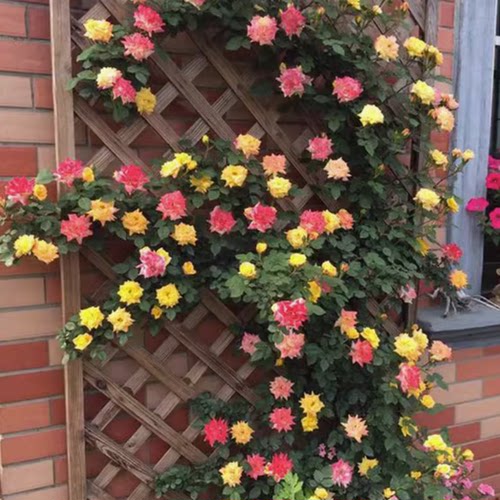 滕彩虹藤本月季花苗会蔷薇玫瑰爬藤月季多季开花庭院阳台盆栽地栽