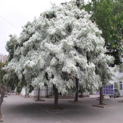 流苏树苗四月雪嫁接桂花油根子盆栽地栽南北方栽种绿化风景树耐寒