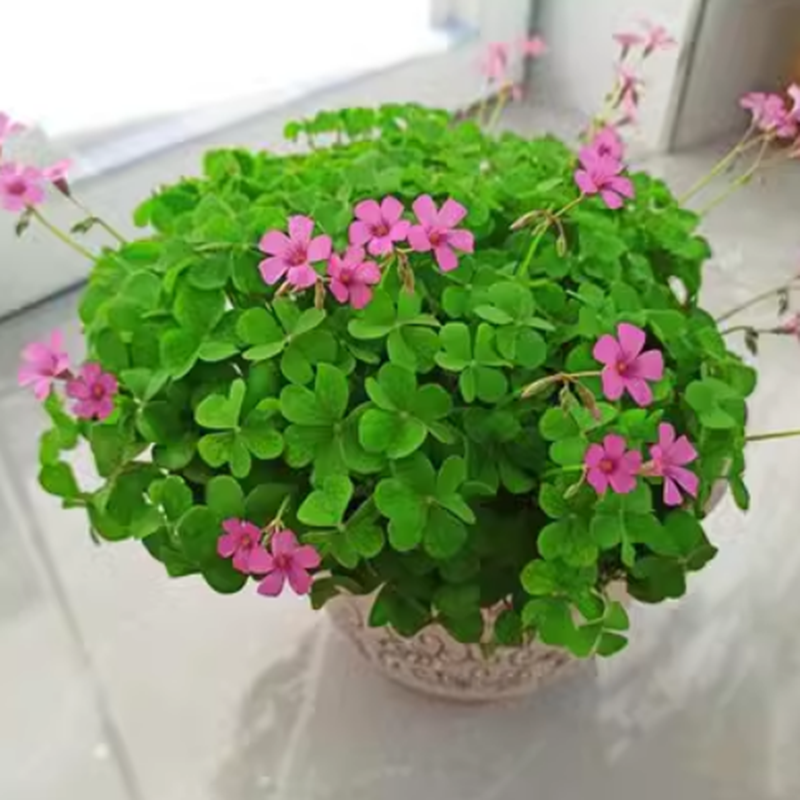 红花醡浆草红花绿叶地被植物盆栽地栽多季节持续开花三叶草幸运草