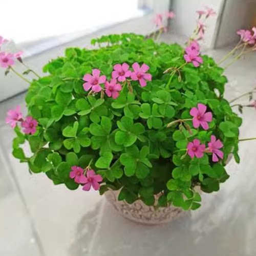 红花醡浆草红花绿叶地被植物盆栽地栽多季节持续开花三叶草幸运草