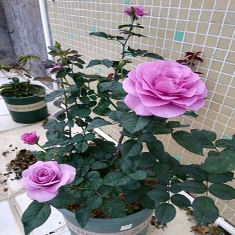 蓝紫色玫瑰兵马俑酒店月季花苗绿植开浓香大花庭院阳台多花浓香型
