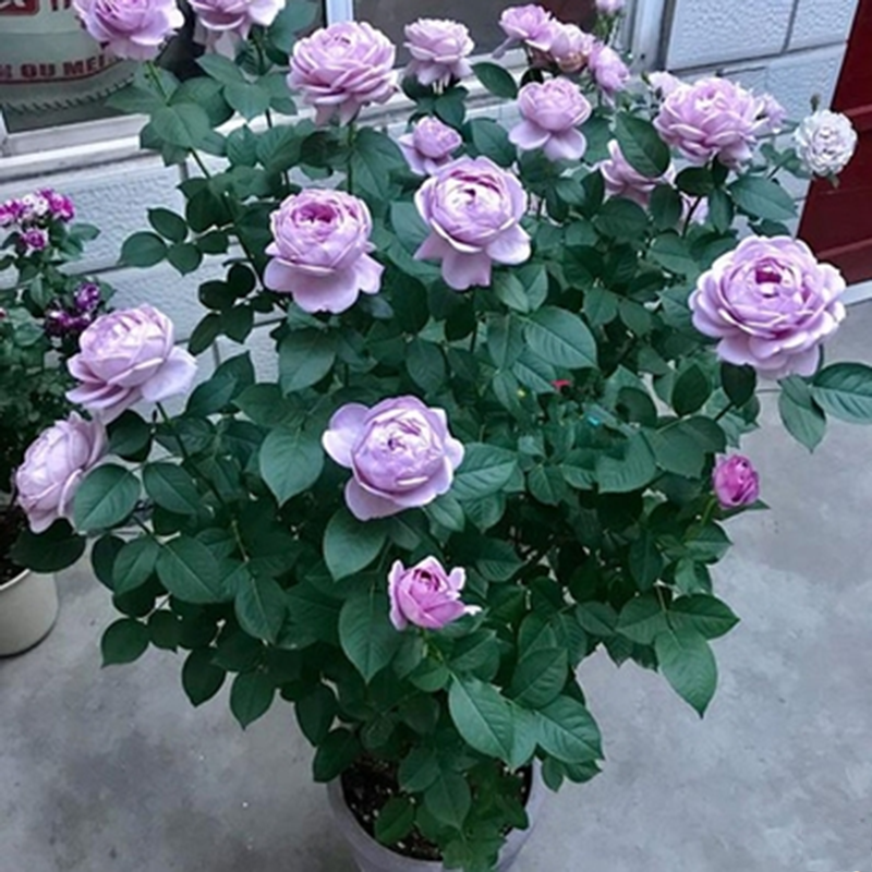 蓝色风暴月季阳台庭院玫瑰花四季盆栽玫瑰花苗花期长直立灌木月季