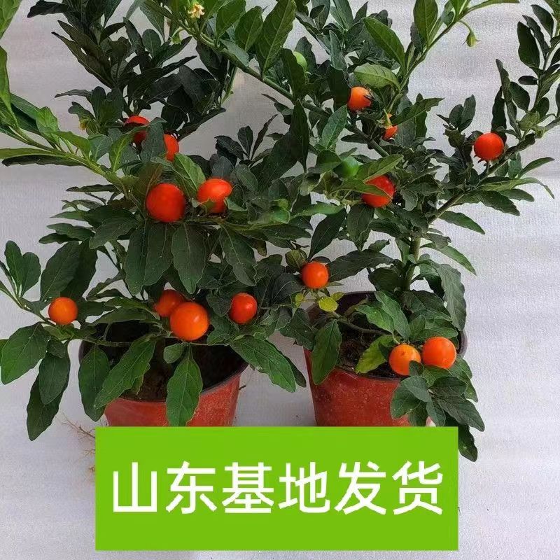 看樱桃多年生阳台四季带果冬珊瑚