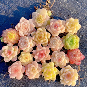 多肉植物室内带盆组合小盆栽精品名贵玉露老桩大颗好养活花卉绿植