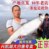 密山淡水鱼类兴凯湖大白鱼东北特产黑龙江淡水鱼类鲜活三花五罗鱼