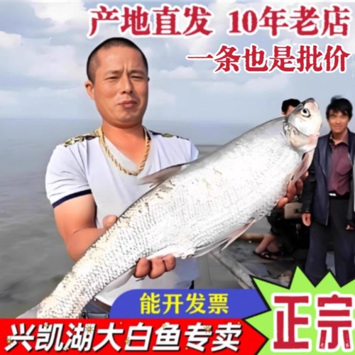 密山淡水鱼类兴凯湖大白鱼东北特产黑龙江淡水鱼类鲜活三花五罗鱼