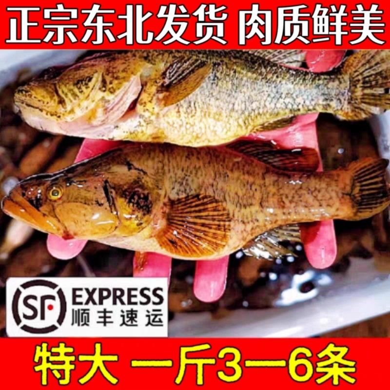冷水老头鱼黑龙江省整条鱼