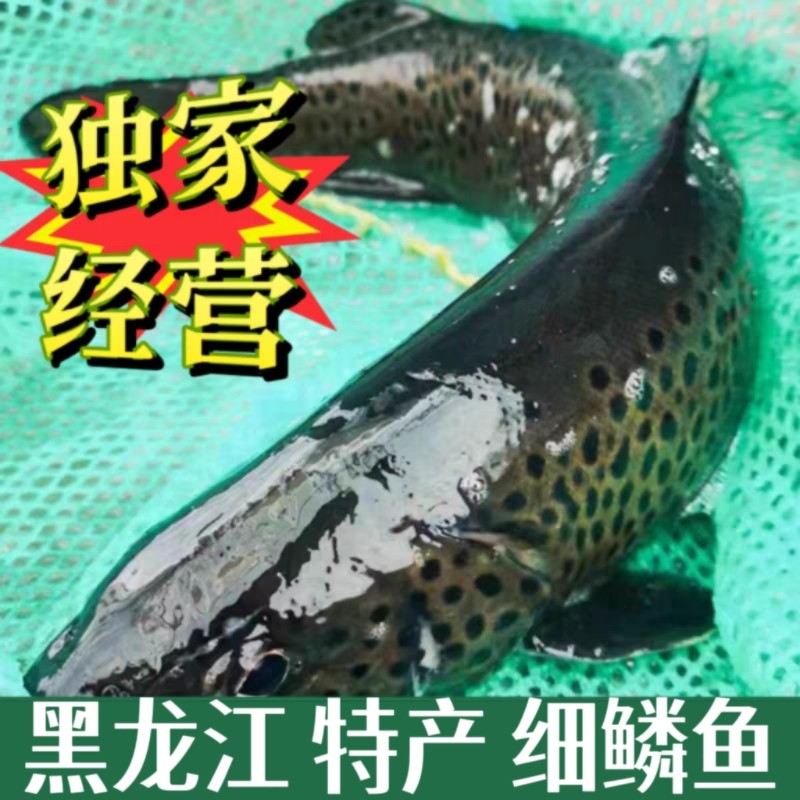 东北伊春冷水细鳞鱼鲜活特产