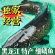 东北淡水鱼细鳞鱼冷水细鳞鱼淡水鱼伊春特产细鳞鱼鲜活林区特产鱼