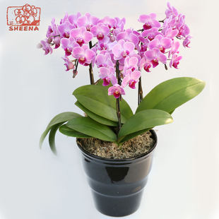 （仅限发上海）教师节日本Sheena迷迪蝴蝶兰高档礼盒室内鲜花盆栽