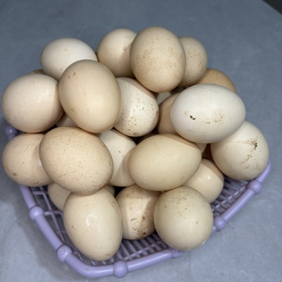 黑白花中大体怀特鸡蛋怀恩多特鸡种蛋观赏鸡种蛋包70受精新鲜种蛋