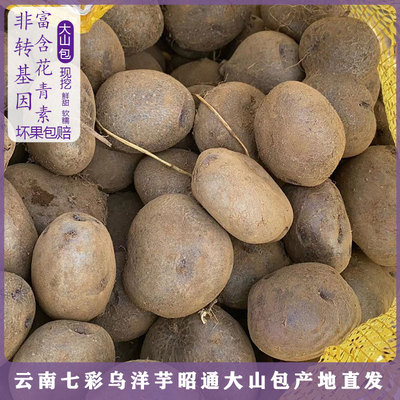 昭通大山包高海拔小黑洋芋