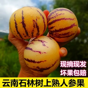 云南石林新鲜现摘孕妇水果人生果圆果树上熟人参果黄果大果黄肉