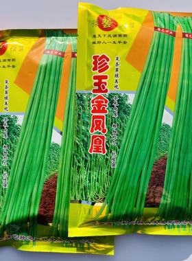 珍玉金凤凰豇豆种子翠绿色长豆角种籽高产抗病春秋长豆角种籽k