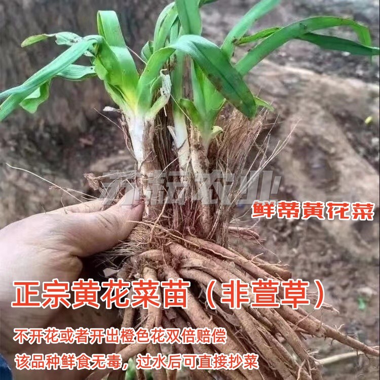 苏耘夏季正宗黄花菜鲜食黄花菜