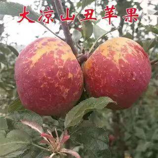 大凉山冰糖心苹果树苗丑苹果盆栽地栽南北方种植当年结果果树果苗