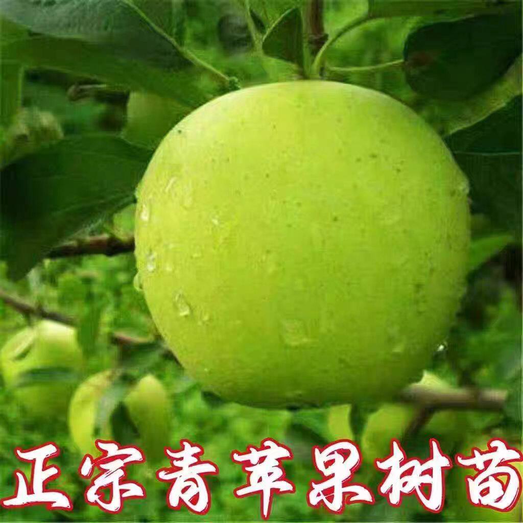 嫁接青苹果树苗晚熟脆甜青苹果苗南方北方种植果树苗盆栽地栽