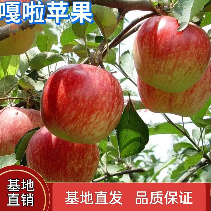 嘎啦苹果苗嫁接四季种植地载庭院果树苗盆栽特大脆甜耐寒当年结果