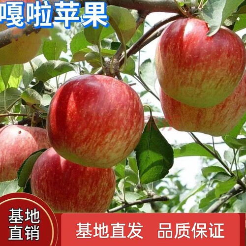 嘎啦苹果苗嫁接四季种植地载庭院果树苗盆栽特大脆甜耐寒当年结果