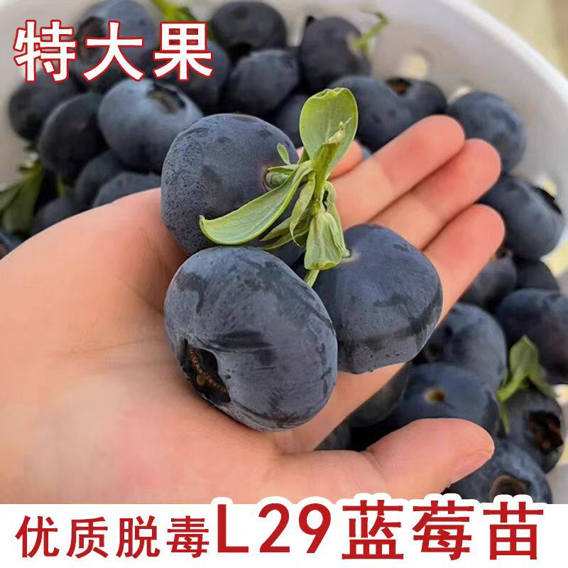 L29蓝莓树果苗带土发货早熟花香蓝莓苗庭院盆栽地栽种植当年结果