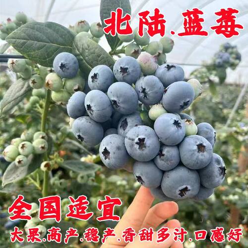 北路蓝莓树果苗带果带土发货北陆蓝莓苗盆栽南方北方种植当年结果