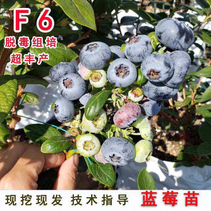 新品种F6蓝莓苗南高丛蓝莓果苗四季阳台盆栽地栽南方北方当年结果