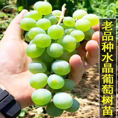 老品种水晶葡萄树苗早熟青提阳台盆栽葡萄苗庭院爬藤南方北方种植