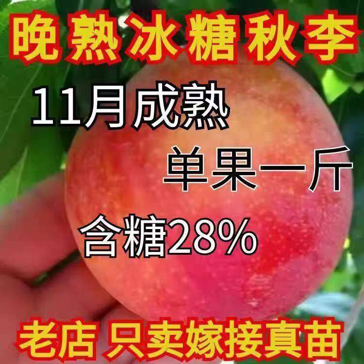 晚熟冰糖秋李树苗嫁接特大李子树苗离核李子南北方种植当年结果