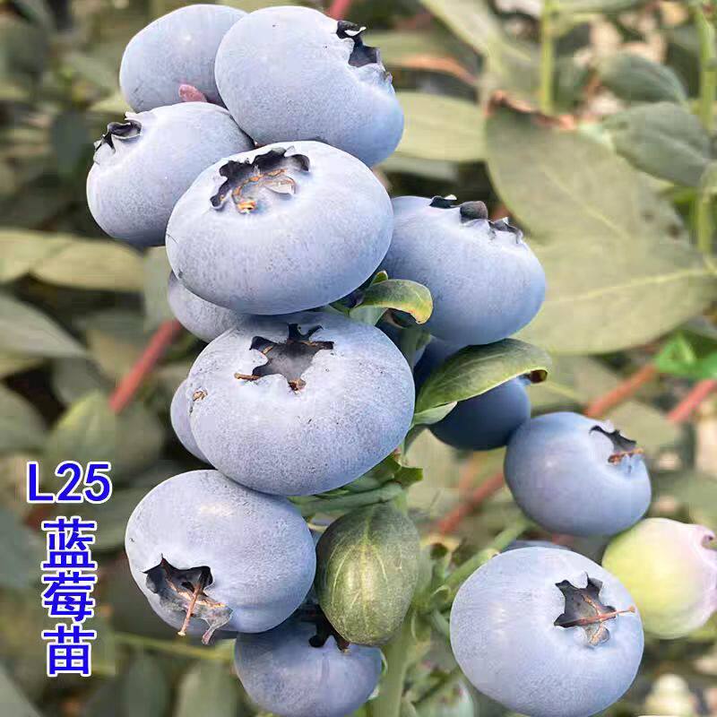脆甜大果L25蓝莓树果苗特大号南高丛蓝莓苗南方北方种植盆栽地栽