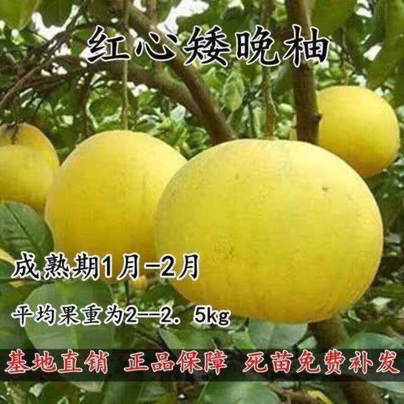 柚子苗树苗红心矮晚柚种红心红肉柚子南方种植当年结水果树图片
