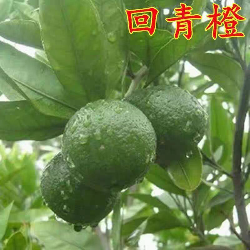 代代花泡茶 酸橙玳玳橘 回青橙代代果树苗果苗桔苗南方北方种植苗