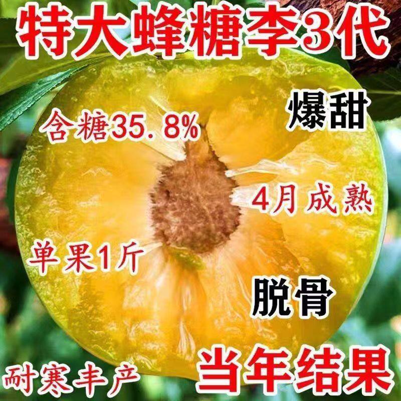 蜂糖李子树苗嫁接新品种特大四月早熟南北方种植盆栽地栽当年结果