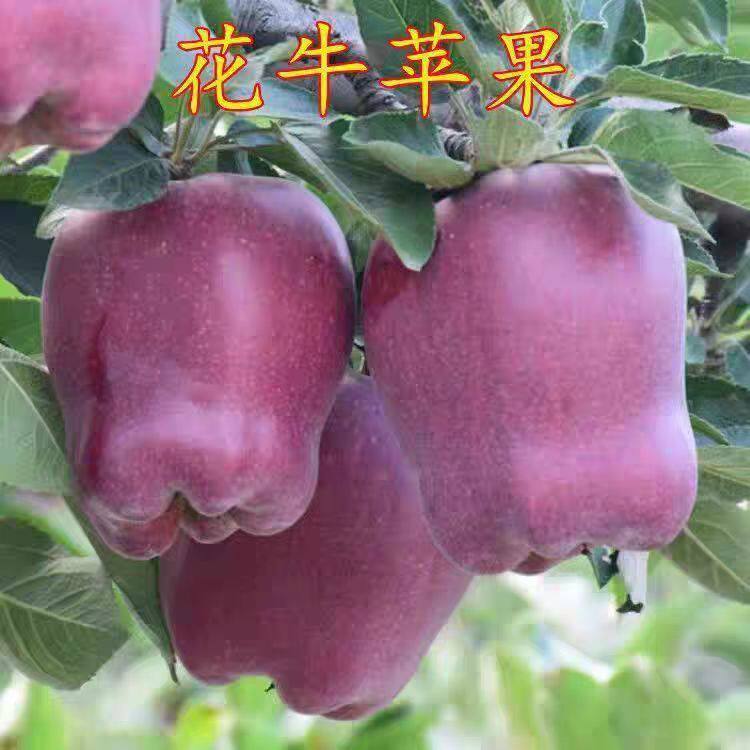 天水花牛苹果树苗嫁接果树红蛇果苗全国可种植产量高地栽当新品种