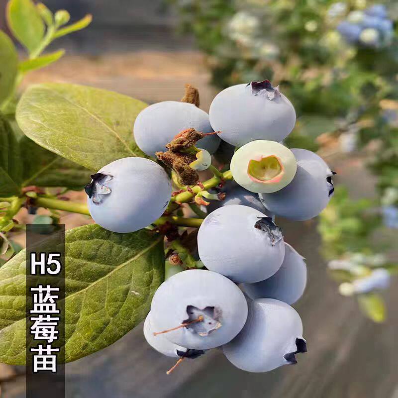 香甜大果H5蓝莓树果苗特大号南高丛蓝莓苗南方北方种植盆栽地栽苗