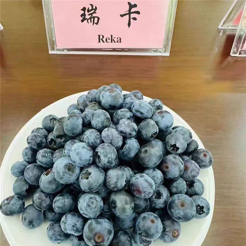 瑞卡北方大棚优选盆栽地栽耐寒特大蓝莓树果苗带土组培苔藓蓝莓苗