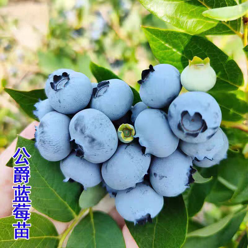 酸甜大果公爵蓝莓树果苗特大号北高丛蓝莓苗南方北方种植盆栽地栽