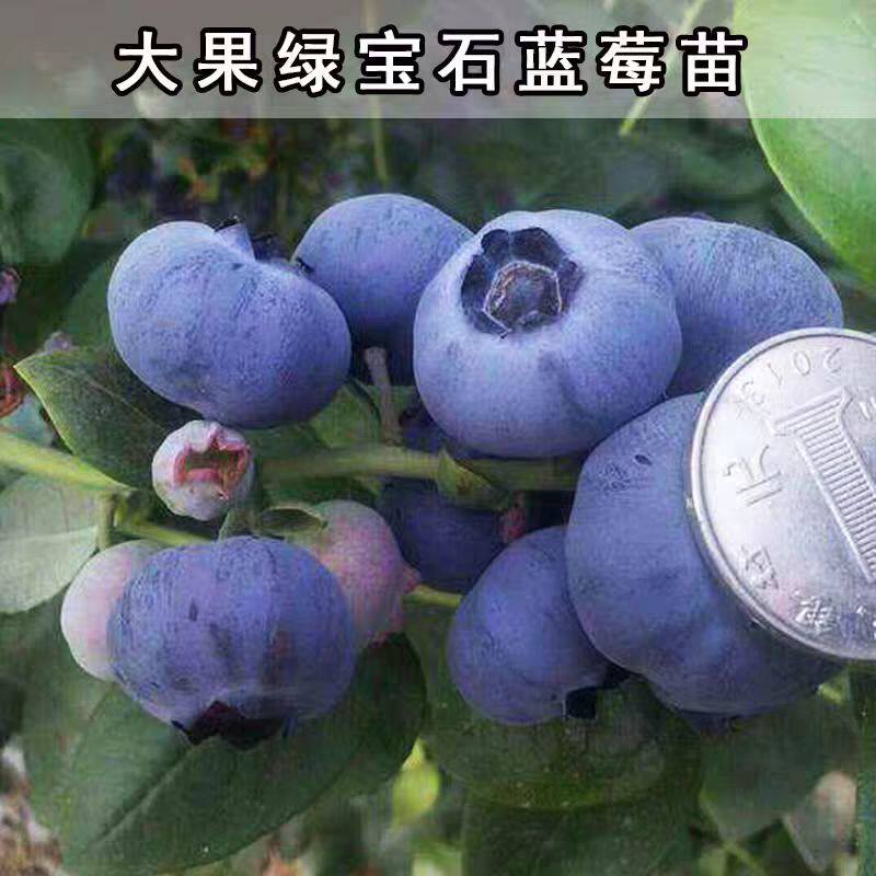 大果蓝莓树果苗大树特大号绿宝石蓝莓苗南方北方种植早熟蓝莓苗