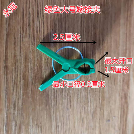 蟹爪兰嫁接夹子苗专用