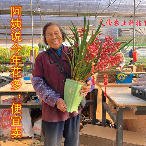 蕙兰红双喜带花好养易活盆栽