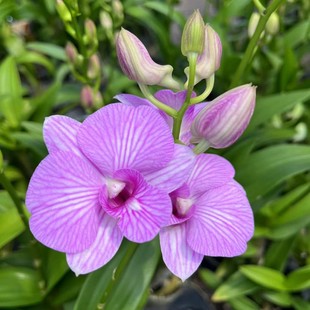 秋石斛带花苞原盆原土净化空气护易养活原杯苗花期长好养基地直发